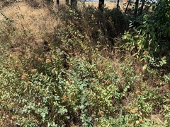 Spiraea × pyramidata