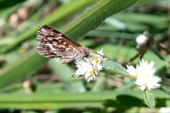 Aricoris hubrichi