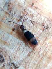 Entomobrya albocincta