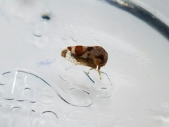 Cyrtolobus vau
