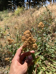 Spiraea × pyramidata