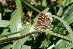 Aricoris hubrichi