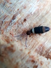 Entomobrya albocincta