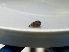 Cyrtolobus vau
