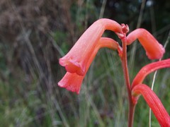 Polianthes geminiflora