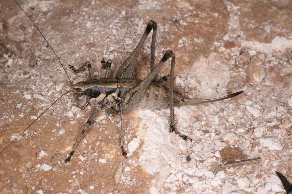 Black-margined Shieldback