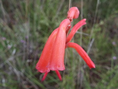Polianthes geminiflora