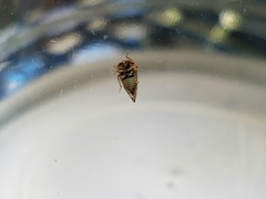 Cyrtolobus vau