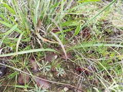 Polianthes geminiflora