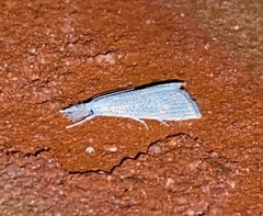 Haimbachia squamulellus