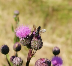 Eriothrix rufomaculata