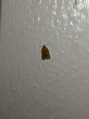 Paramesia gnomana