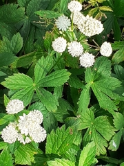 Astrantia major