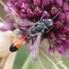 Isodontia splendidula