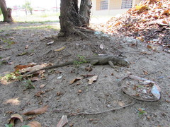 Iguana iguana