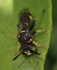 Ammatomus