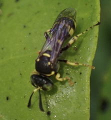 Ammatomus