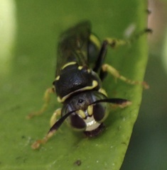 Ammatomus
