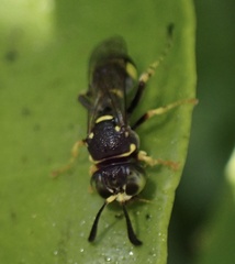 Ammatomus