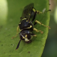 Ammatomus