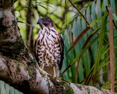 Accipiter trivirgatus