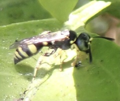 Ammatomus