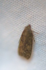 Glyphidocera juniperella