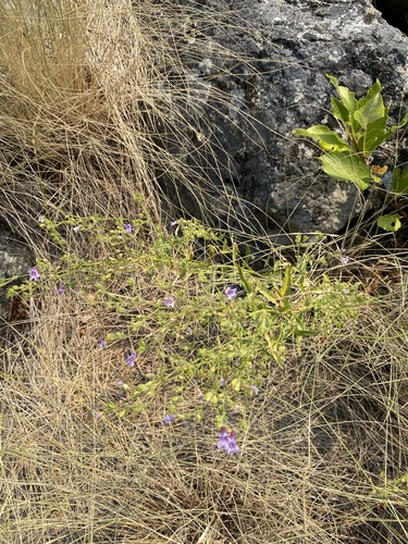 Image of Penstemon diphyllus by (c) Matt Berger, some rights reserved (CC BY)