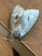 Lapara coniferarum