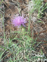 Cirsium wheeleri
