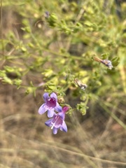 Penstemon diphyllus