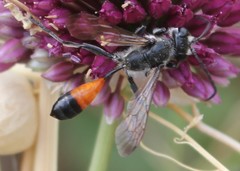 Isodontia splendidula
