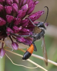 Isodontia splendidula