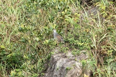 Francolinus pintadeanus