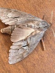 Lapara coniferarum