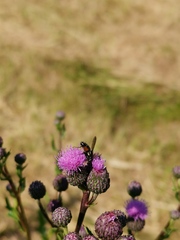 Eriothrix rufomaculata