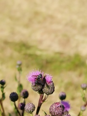 Eriothrix rufomaculata