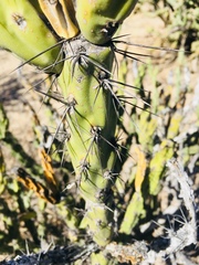 Cylindropuntia calmalliana