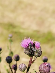 Eriothrix rufomaculata