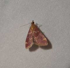 Pyrausta signatalis