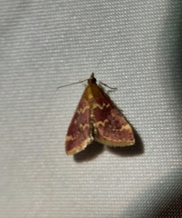 Pyrausta signatalis
