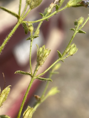 Image of Penstemon diphyllus by (c) Matt Berger, some rights reserved (CC BY)