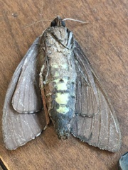 Lapara coniferarum