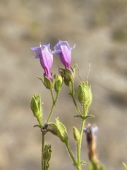 Penstemon diphyllus