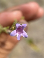 Penstemon diphyllus