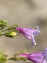 Penstemon diphyllus