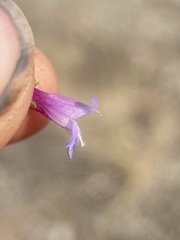 Penstemon diphyllus