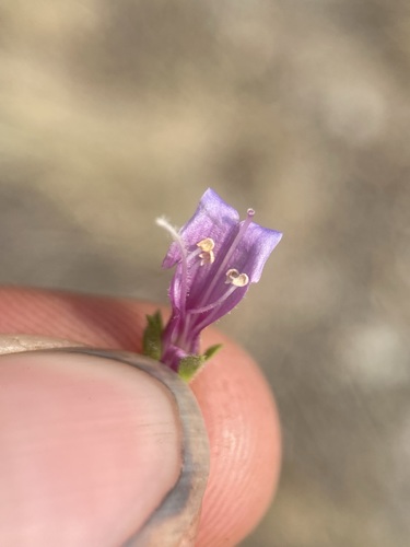 Image of Penstemon diphyllus by (c) Matt Berger, some rights reserved (CC BY)