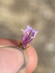 Penstemon diphyllus