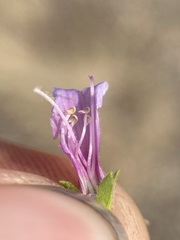 Penstemon diphyllus